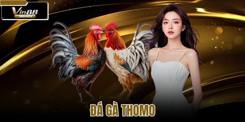 đá gà Thomo