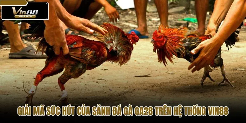 giai-ma-suc-hut-cua-sanh-da-ga-ga28-tren-he-thong-vin88
