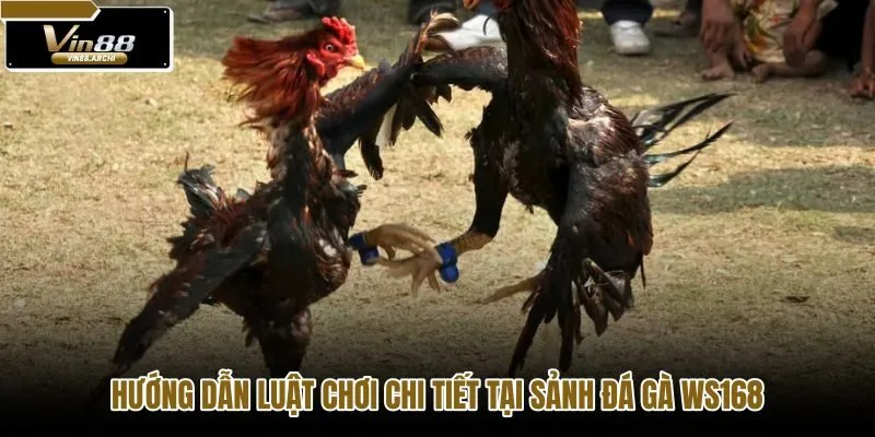 huong-dan-luat-choi-chi-tiet-tai-sanh-da-ga-ws168 huong-dan-luat-choi-chi-tiet-tai-sanh-da-ga-ws168