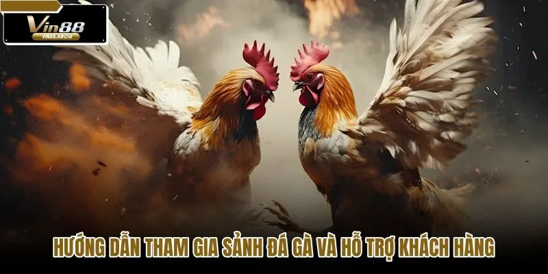 Quy trình tham gia đá gà VIN88 nhanh gọn và hỗ trợ 24/7