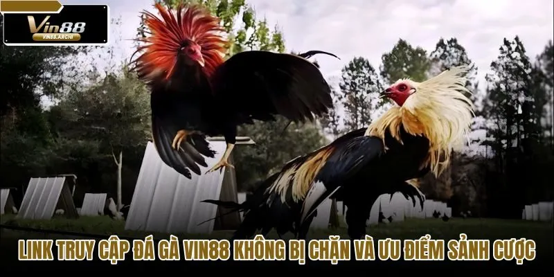 Link đá gà VIN88 an toàn và hệ thống thanh khoản siêu tốc
