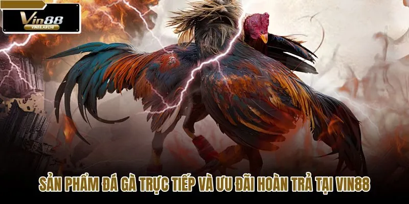 Không gian đá gà VIN88 chuyên nghiệp và quyền lợi tài chính