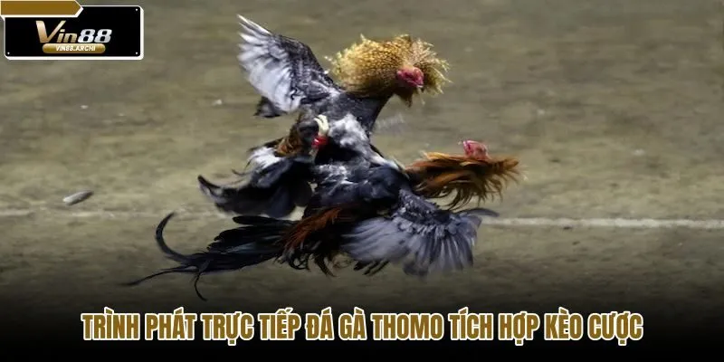 trinh-phat-truc-tiep-da-ga-thomo-tich-hop-keo-cuoc trinh-phat-truc-tiep-da-ga-thomo-tich-hop-keo-cuoc